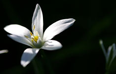 Bachblüten Essenzen: Star of Bethlehem - Doldiger Milchstern