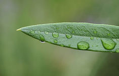 Bachblüten Essenzen: Olivenblatt