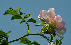 Bachblüten Essenzen: Wild Rose - Heckenrose